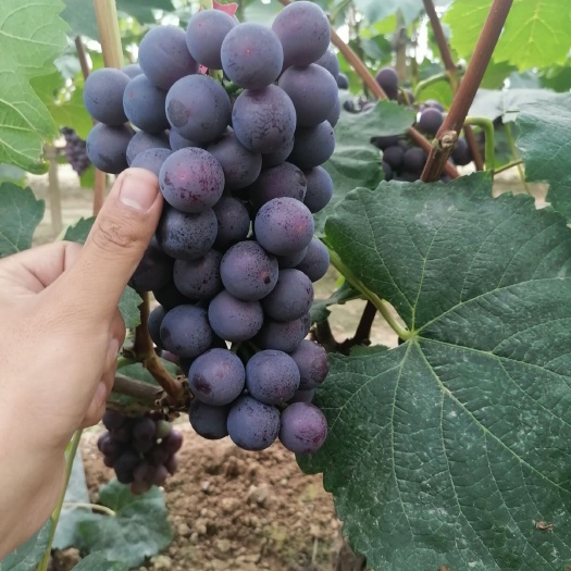 邯郸 夏黑葡萄大量上市