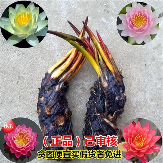 淮安 池塘水池 大睡莲睡莲根块 水培植物 水生根块 大睡莲花根茎包