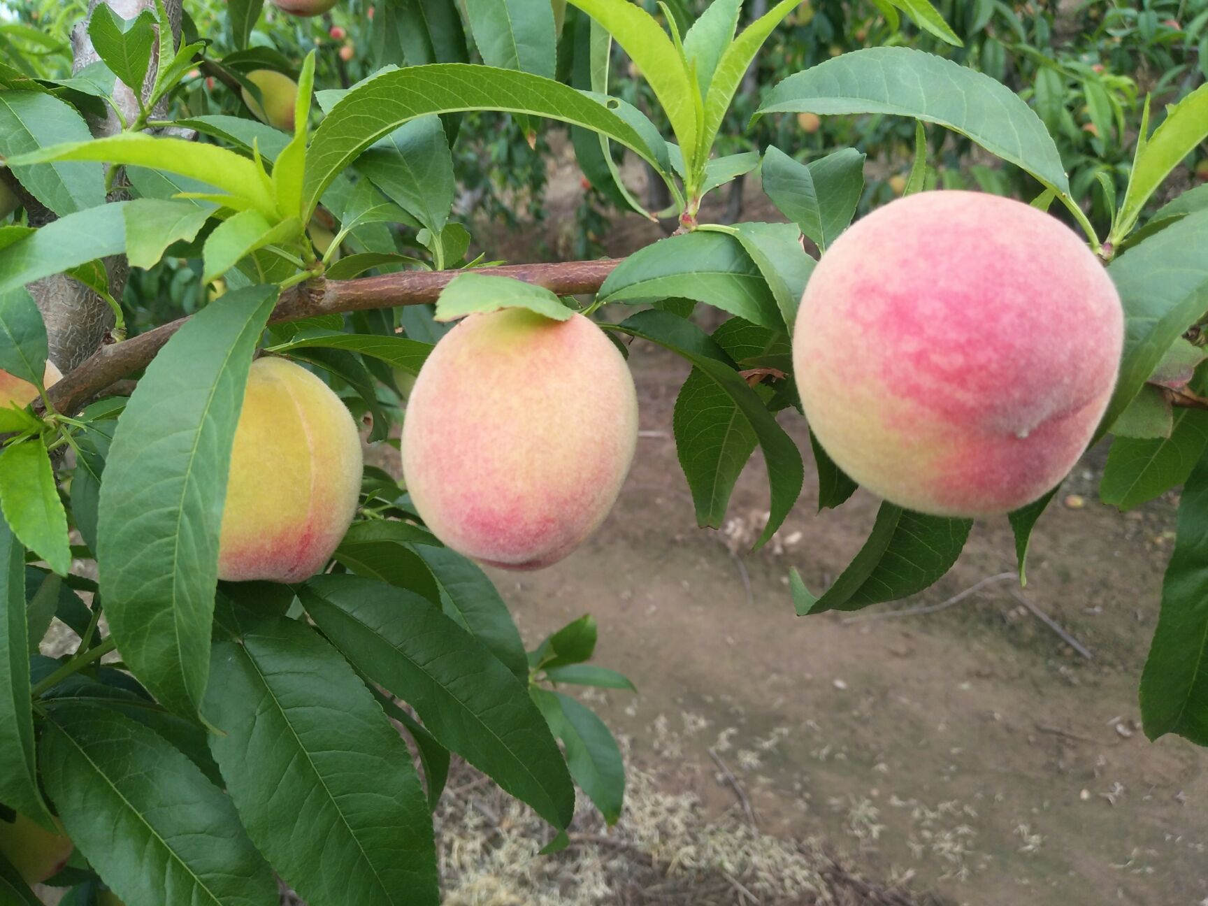 紅桃 桃子大量供應(yīng)，物美價廉，產(chǎn)地供應(yīng)鏈接，低價供應(yīng)