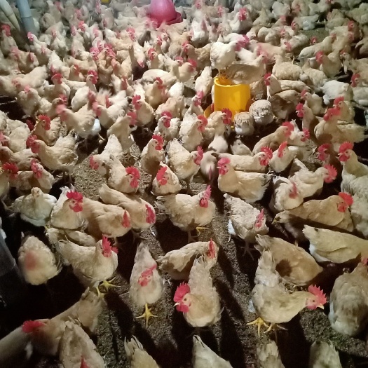 温州 现在价格便宜，朋友们，要购买，就趁现在，三黄鸡1.5