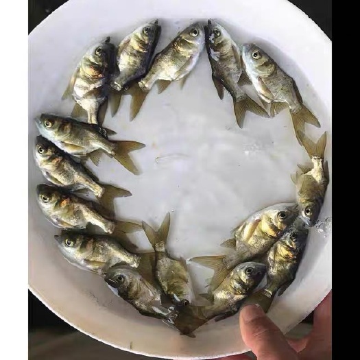 清远 缩骨大头鱼苗