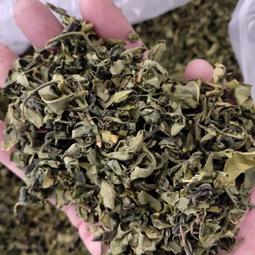 日照日照绿茶 粗茶