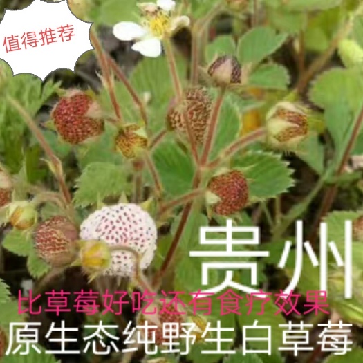大方县野草莓苗 贵州农村野果野白泡儿白草莓地泡儿白莽1棵包邮