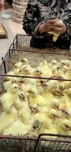 原阳县三花鹅苗   纯三花公鹅苗，养肉鹅最好选择