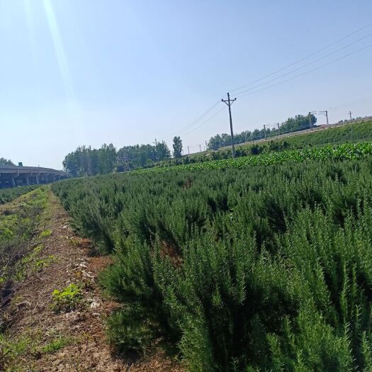 岳阳中药材迷迭香 出售迷迭香