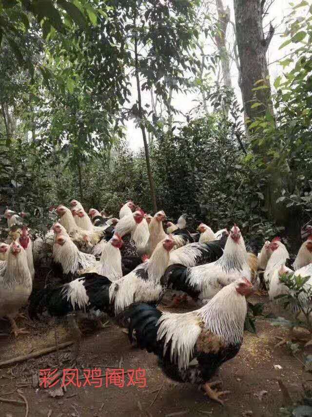  彩凤鸡苗