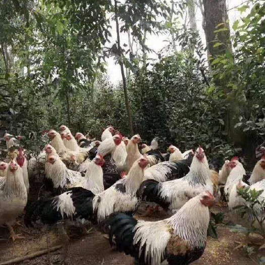 南宁 彩凤鸡苗