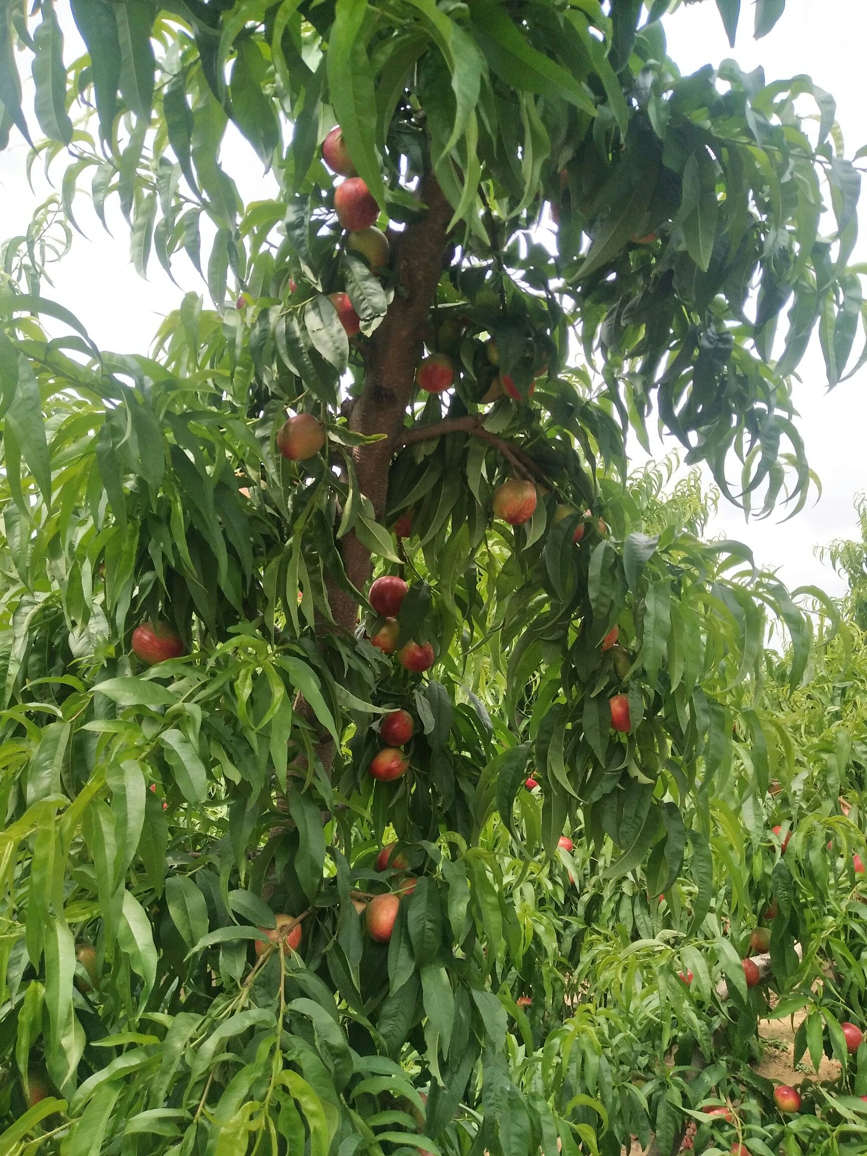 紅桃 桃子大量供應(yīng)，物美價廉，產(chǎn)地供應(yīng)鏈接，低價供應(yīng)