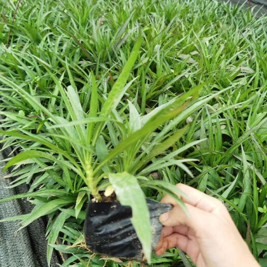 漳州 蓝花莉漳州北星园艺精品10公分靓货
量大从优