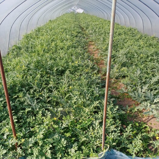 颍上县美都西瓜 6斤打底 8成熟 1茬