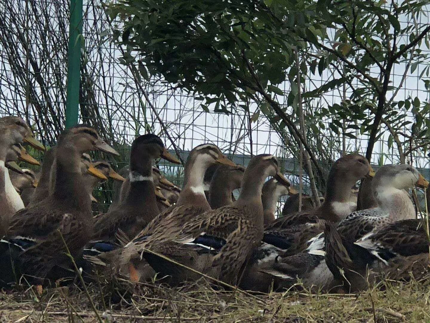 江西麻鸭  便宜出售