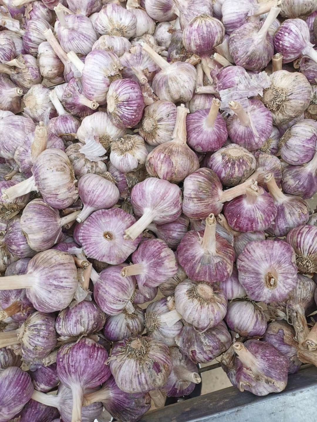 中牟县红皮蒜  紫皮大蒜，蒜米，冷库各种规格蒜，支持电商一件代发。