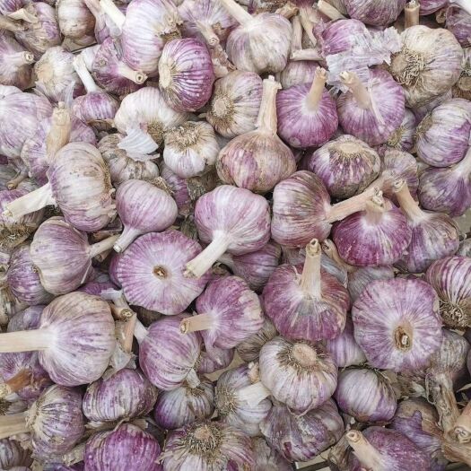 红皮蒜  紫皮大蒜，蒜米，冷库各种规格蒜，支持电商一件代发。