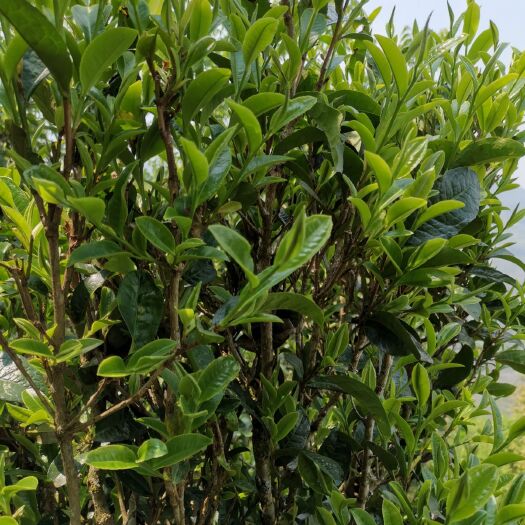 云县普洱生态茶 农家生态茶