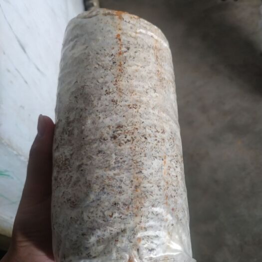 汉中大球盖菇菌种 大球盖菇原种，密环菌栽培种，菌种瓶子
