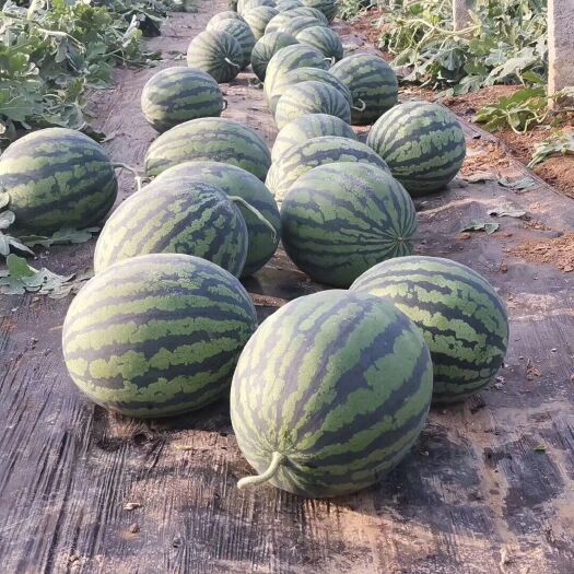 盖州市盖县锦王甜王西瓜大量有货