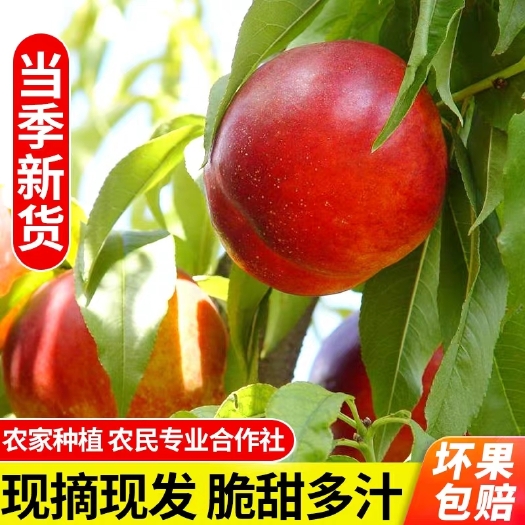 西安中油18油桃 中油18号白心油桃红皮大果新鲜水果毛桃子脆甜蜜多汁孕妇5斤装