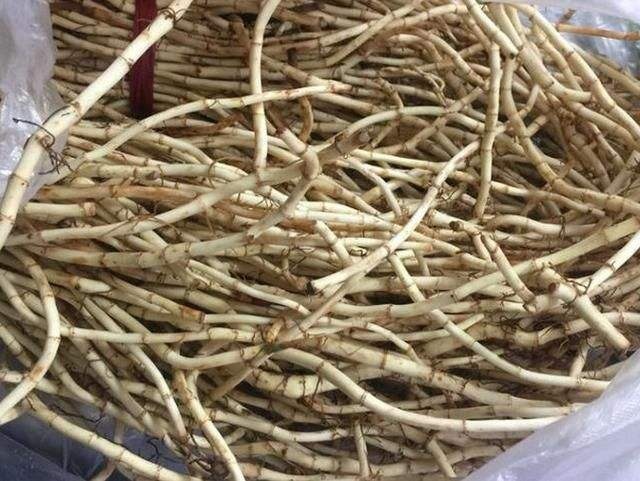 赫章县鱼腥草折耳根鱼腥草根
