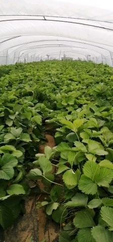 顺平县脱毒草莓苗 红颜九九