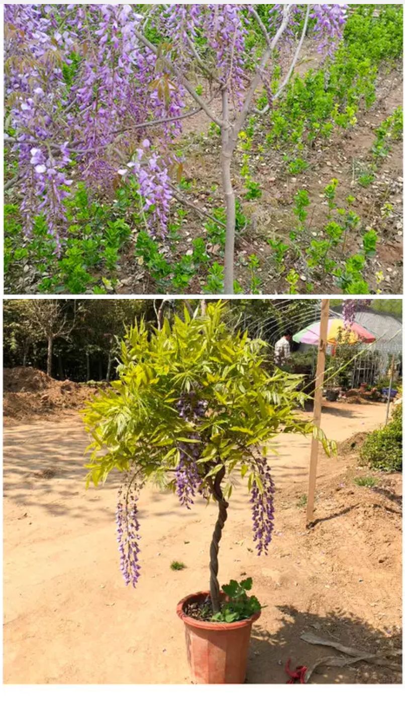 多花紫藤树苗耐寒别墅花苗攀爬花卉四季盆栽爬藤植物庭院绿化植物