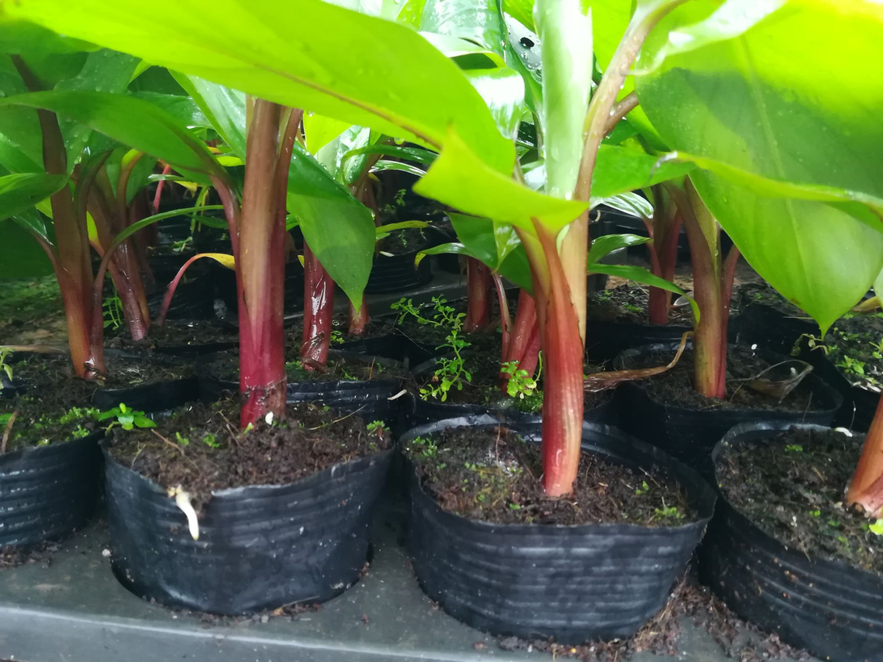 南洋红香蕉苗  部分包邮