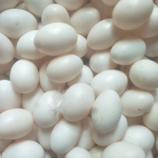 汝阳县种鸽蛋 食用 散装