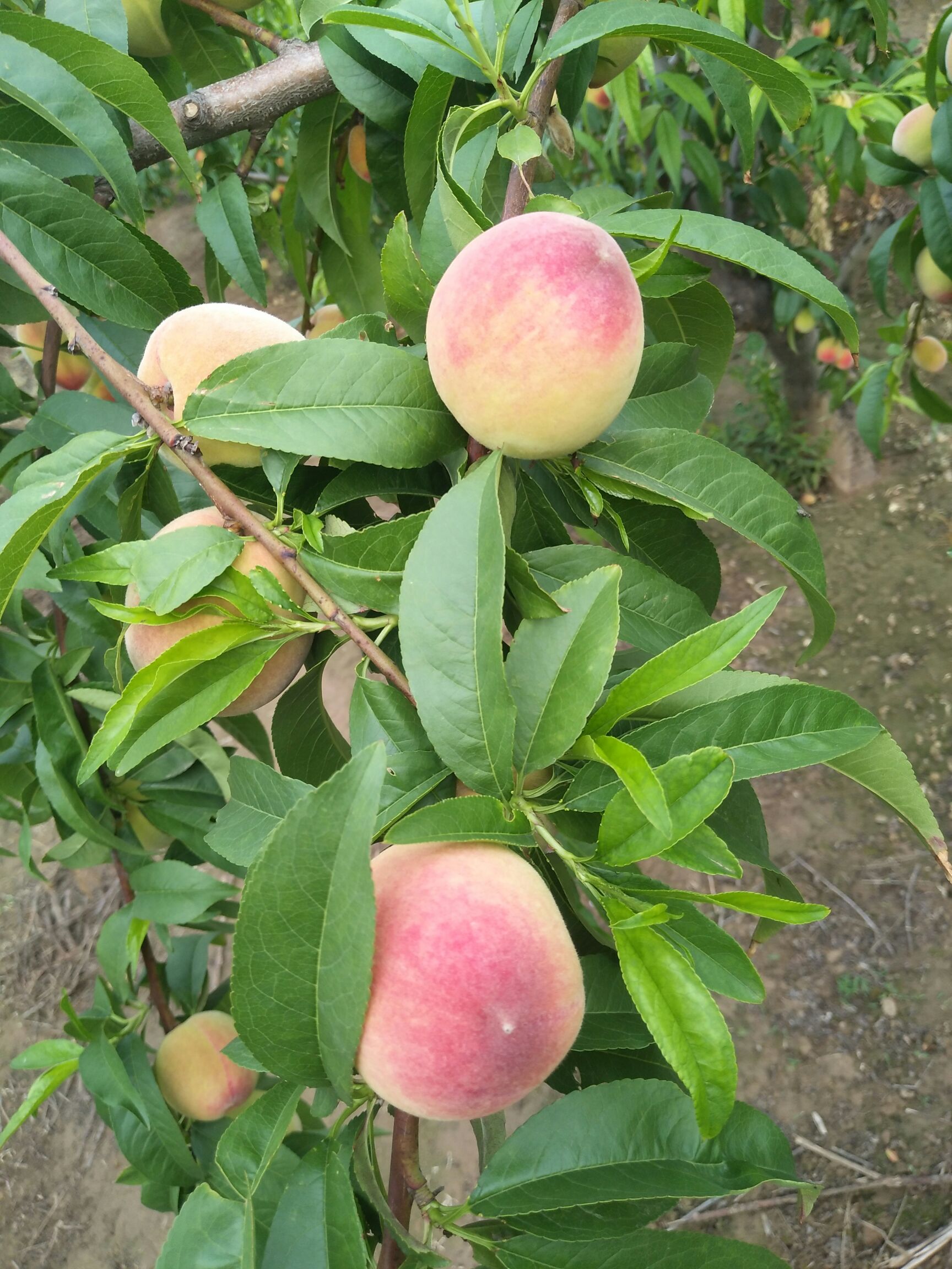 紅桃 桃子大量供應(yīng)，物美價廉，產(chǎn)地供應(yīng)鏈接，低價供應(yīng)