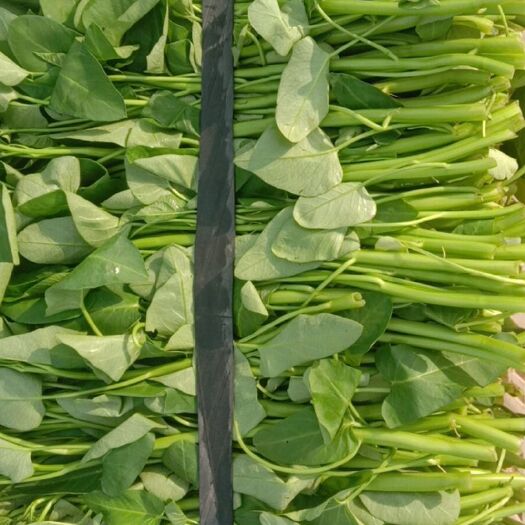 重庆市青梗子蕹菜 现定现摘
