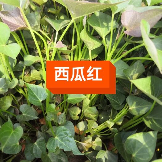 固安县西瓜红红薯苗 优质冷炕苗