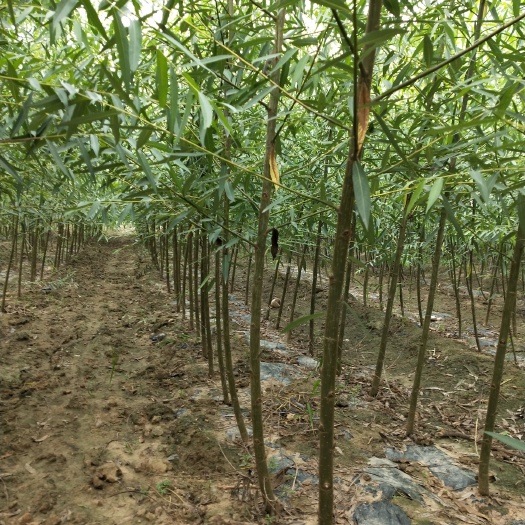 济南柳树苗，垂柳苗，金丝垂柳基地批发，量大，质优价廉，服务好