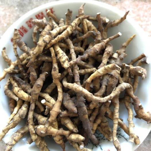 绛县 九节菖蒲