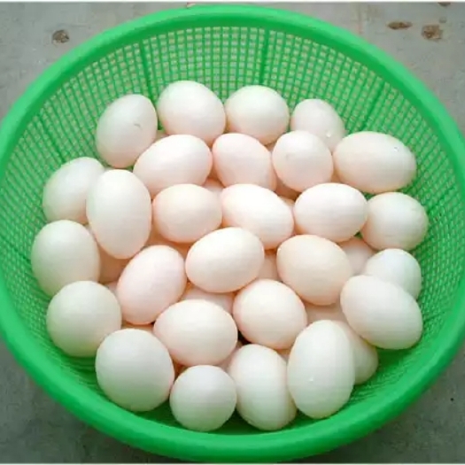 洞口县白羽王 食用 散装