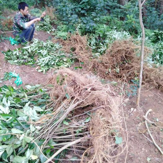 牛奶树根 中药材牛奶仔白花牛奶根苗