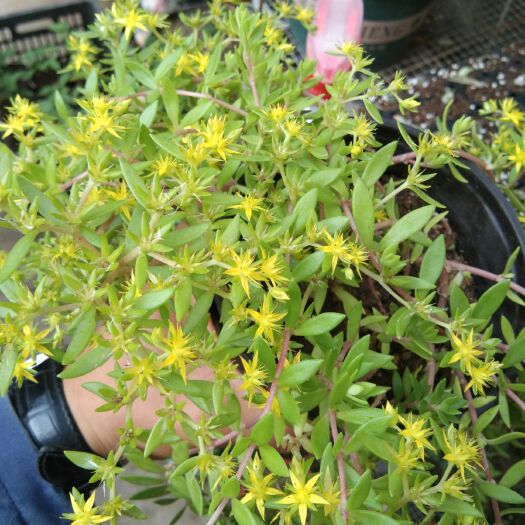 新沂市桃美人 垂盆草紫藤树小多肉发财树多种花卉绿植12元包邮