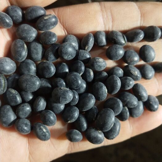 五河县青仁黑豆  豆种，炒货专用，不抛光，双色选！