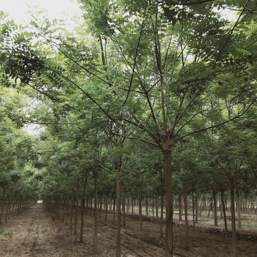 济南山东国槐，金枝槐基地，2公分一20公分，量大，服务一流。