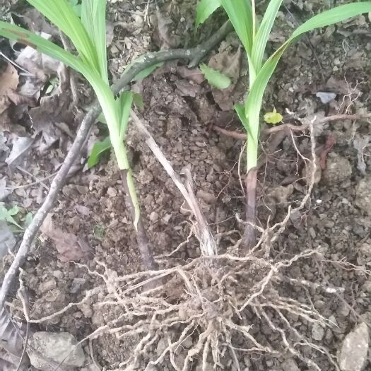 广元 自家白芨苗出售