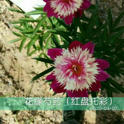 菏泽 观赏芍药：红盘托彩