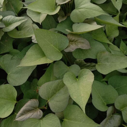 临漳县商薯19红薯苗 商薯19，无病毒，无黑根，无黄叶，全部是小弓棚凉晒苗