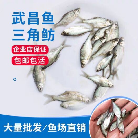 清远 武昌鱼苗三角坊鱼苗