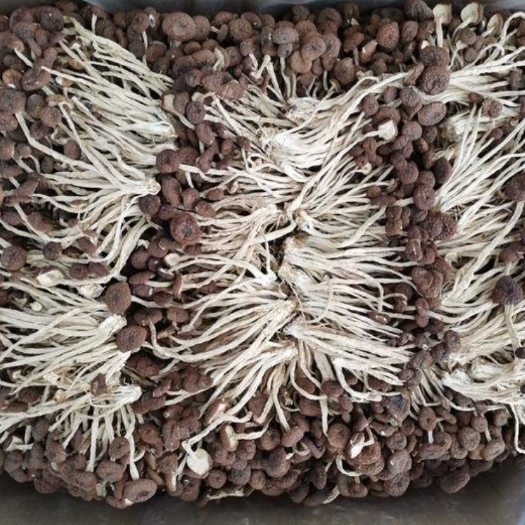 资溪县 广昌3号茶树菇未开伞支持批发 产地直销