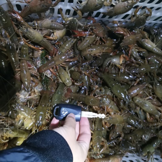 监利市 监利优质虾苗