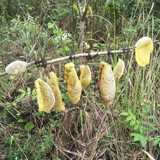 崇左百花蜜 纯正山中百花小蜜