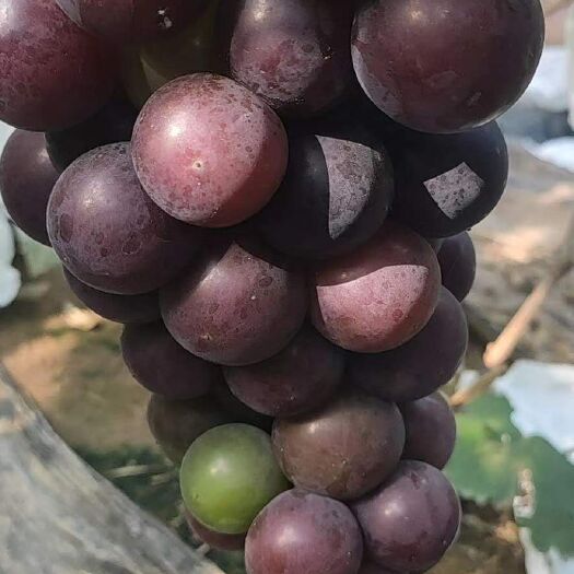 聊城 聊城葡萄