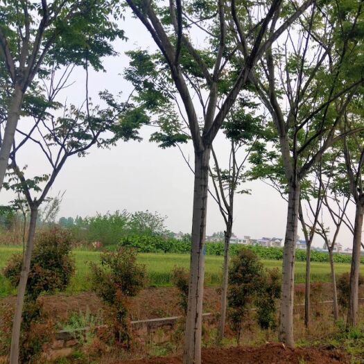 都江堰市 精品栾树产地直销，质量有保障，价格有优势
