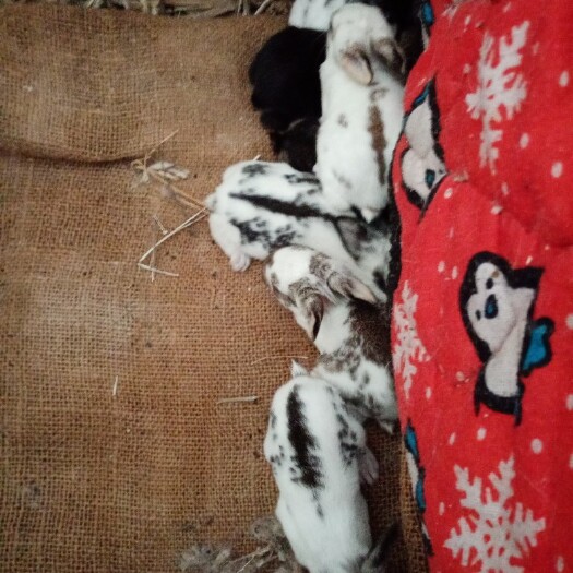 许昌肉兔 优质种兔，最大可长20斤