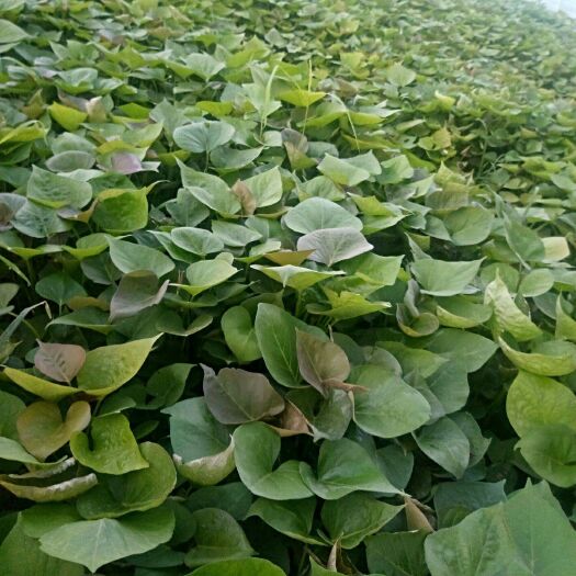 邹城市烟薯25号红薯苗  烟薯25种苗蜜薯大田苗
