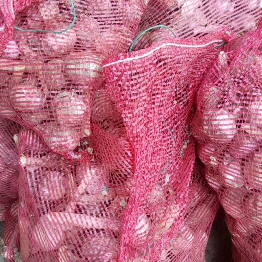 濮阳县 10000斤大蒜，有货，多了可联系
