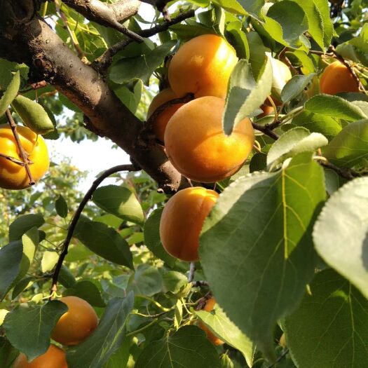 灵宝市 批发金太阳杏，价格合理