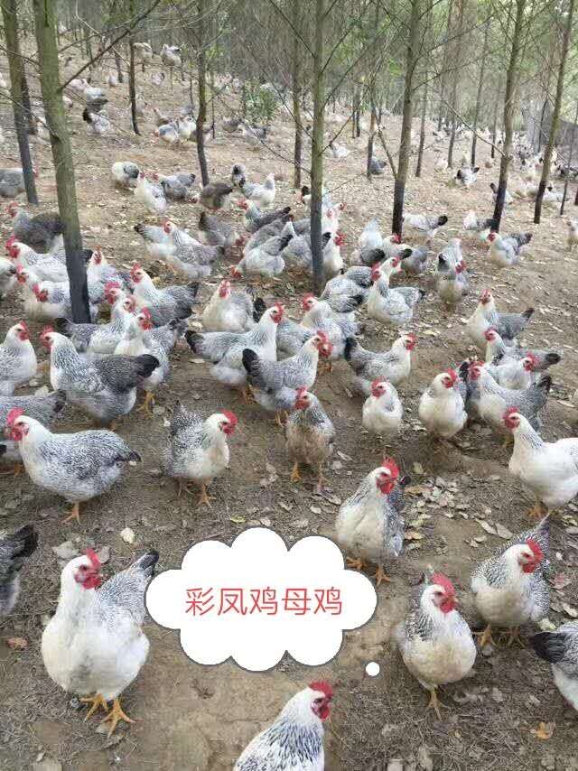  彩凤鸡苗